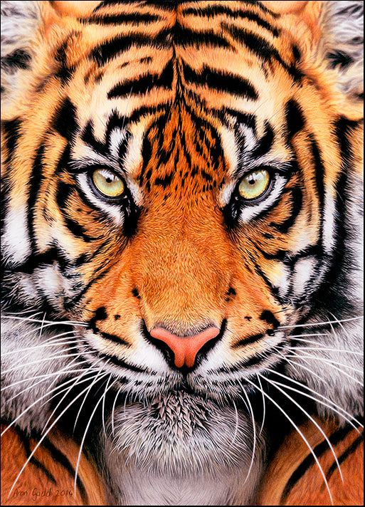 AROGAD130530 Tiger Face, by Aron Gadd, available in multiple sizes