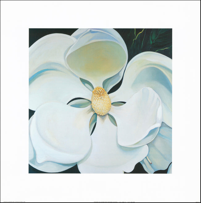 AW FF765 Frances Fussell 70x70cm on paper, Magnolia Grandiflora 1