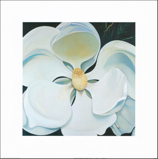 AW FF765 Frances Fussell 70x70cm on paper, Magnolia Grandiflora 1