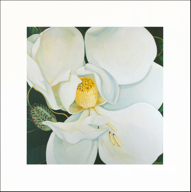 AW FF766 Frances Fussell 70x70cm on paper, Magnolia Grandiflora 2