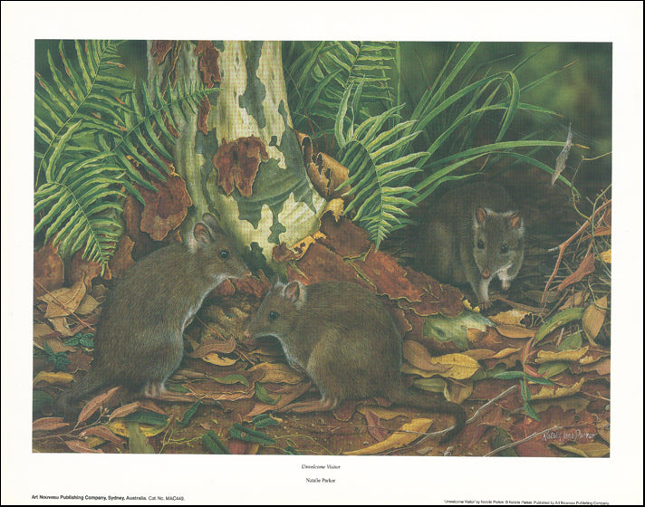 AW NP449 Natalie Parker 45x35cm on paper, Unwelcome Visitor - Chamton
