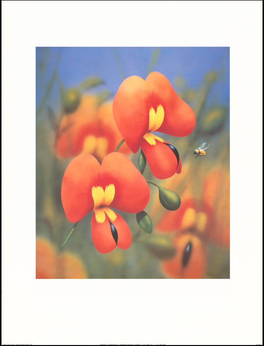 AW PRK103 Peter Randall Kent 60x80cm on paper, Dwarf Wedge Pea - Chamton
