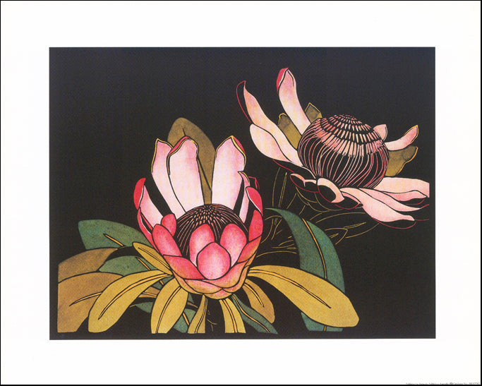 AW VP567 Protea by Vida Pearson 50x40cm on paper