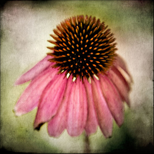 82419 Echinacea Flower, by Arabella Studios, available in multiple sizes - Chamton