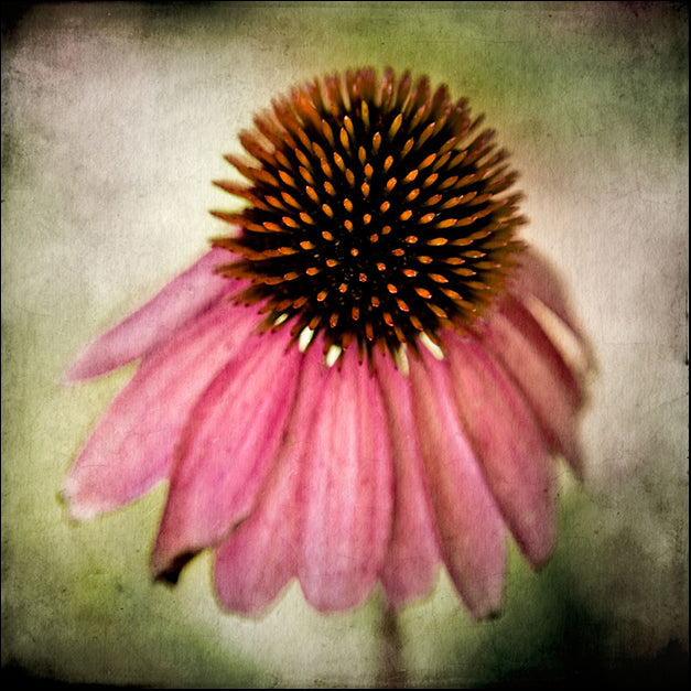 82419 Echinacea Flower, by Arabella Studios, available in multiple sizes