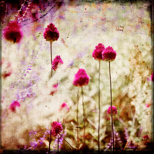 82420 Allium Flowers, by Arabella Studios, available in multiple sizes