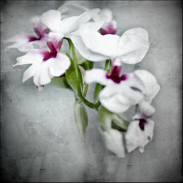 82421 Orchid Flowers, by Arabella Studios, available in multiple sizes