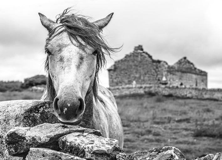 98486 A Friendly Hello, by Arabella Studios, available in multiple sizes