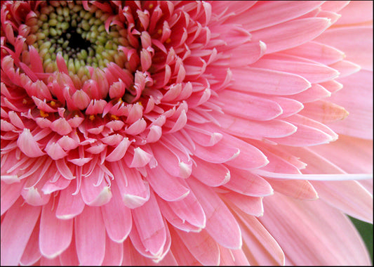 BA012-A Pink Daisy, available in multiple sizes