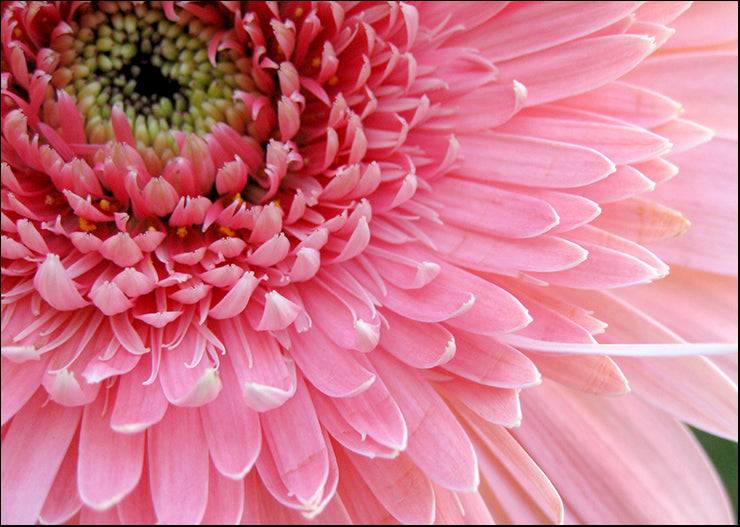 BA012-A Pink Daisy, available in multiple sizes