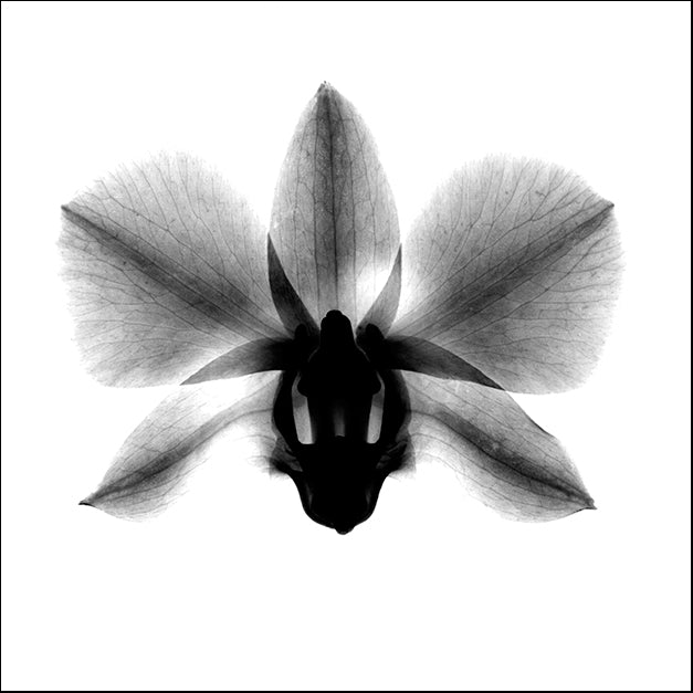 BERMYE52129 Orchid, Phalenop, X-Ray, by Bert Myers, available in multiple sizes