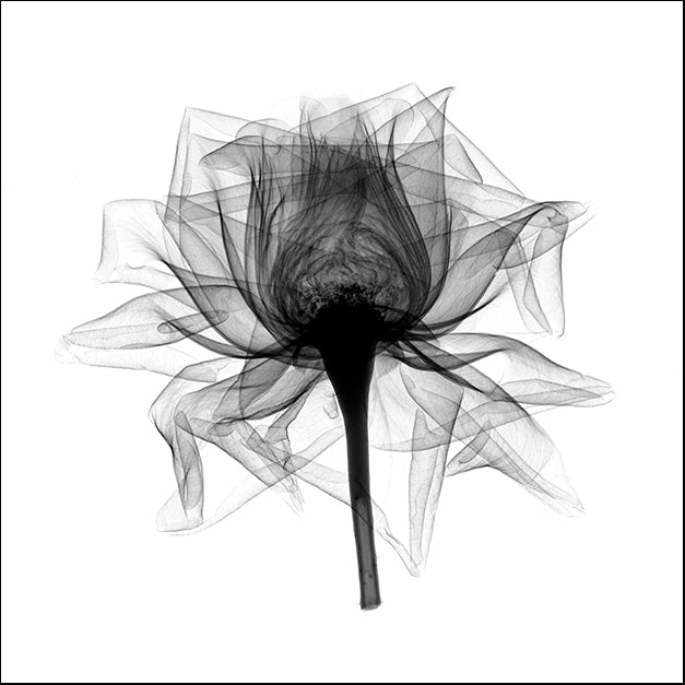 BERMYE52131 Rose,Open #2 X-Ray, by Bert Myers, available in multiple sizes