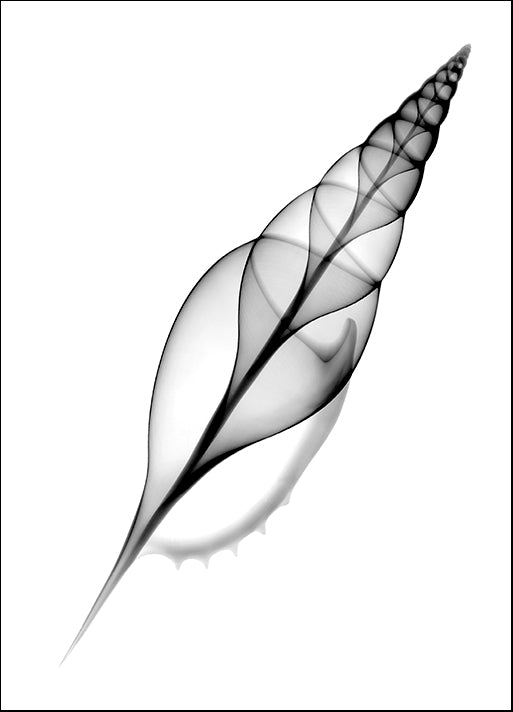 BERMYE52134 Tibia, Martin's X-Ray, by Bert Myers, available in multiple sizes
