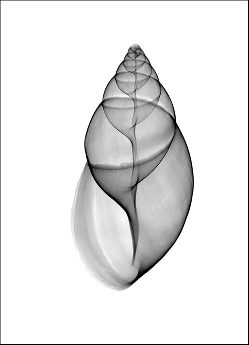 BERMYE52141 Achatina Jpn Land Snail X-Ray, by Bert Myers, available in multiple sizes