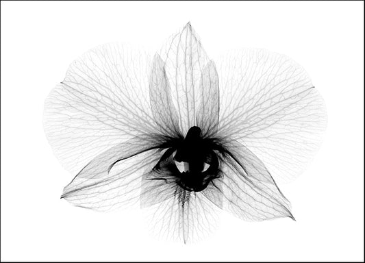 BERMYE52157 Dendrobrium 2 X-Ray Orchid, by Bert Myers, available in multiple sizes