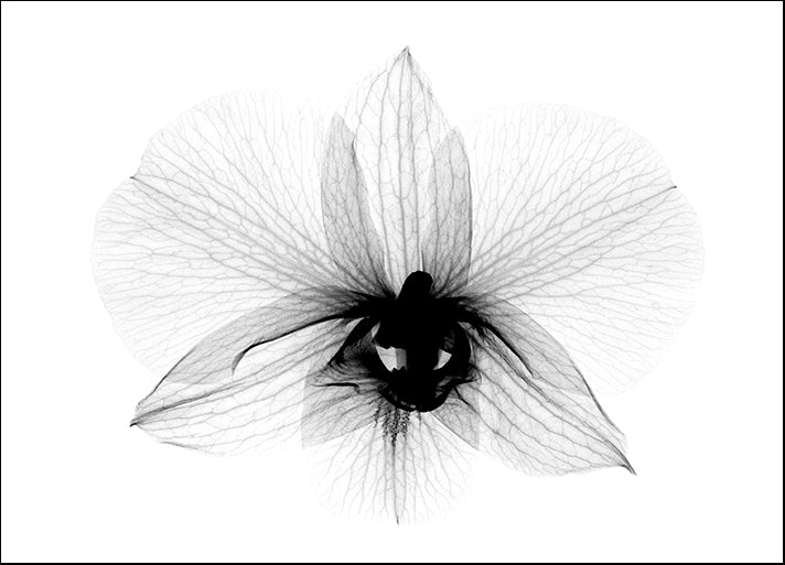 BERMYE52157 Dendrobrium 2 X-Ray Orchid, by Bert Myers, available in multiple sizes
