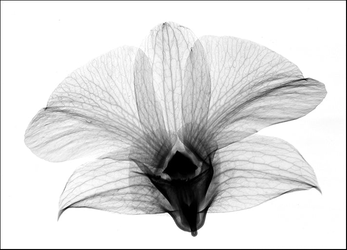 BERMYE52158 Dendrobrium On Back X-Ray Orchid, by Bert Myers, available in multiple sizes