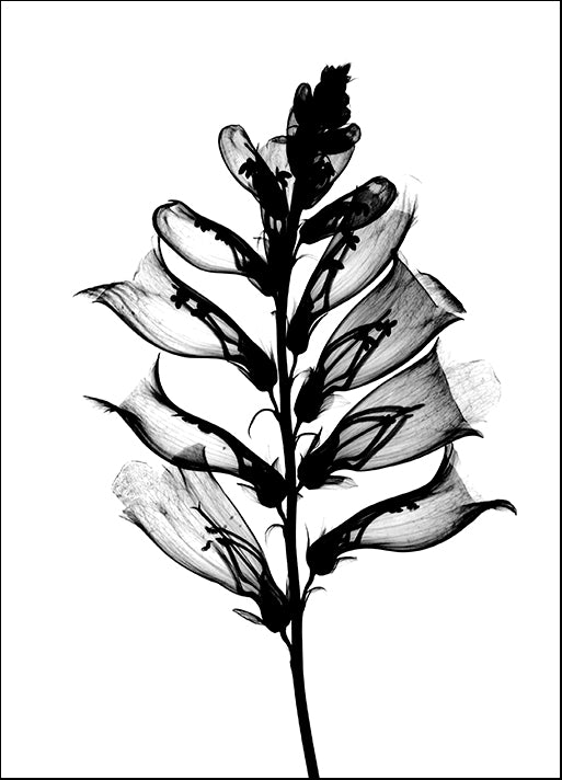 BERMYE52166 Foxglove X-Ray, by Bert Myers, available in multiple sizes