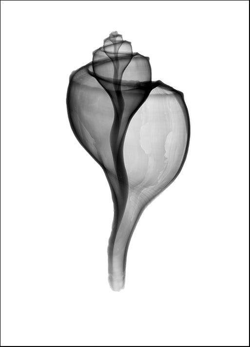 BERMYE52168 Giant (Channel) Whelk X-Ray, by Bert Myers, available in multiple sizes