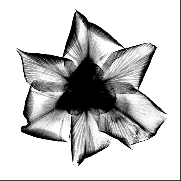 BERMYE52172 Iris, Japanese X-Ray, by Bert Myers, available in multiple sizes - Chamton