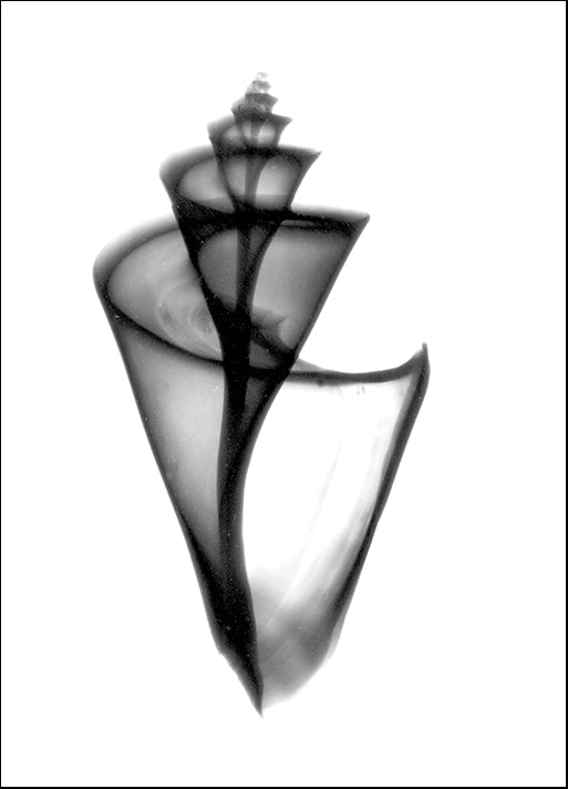 BERMYE52173 Japanese Wonder Shell X-Ray, by Bert Myers, available in multiple sizes