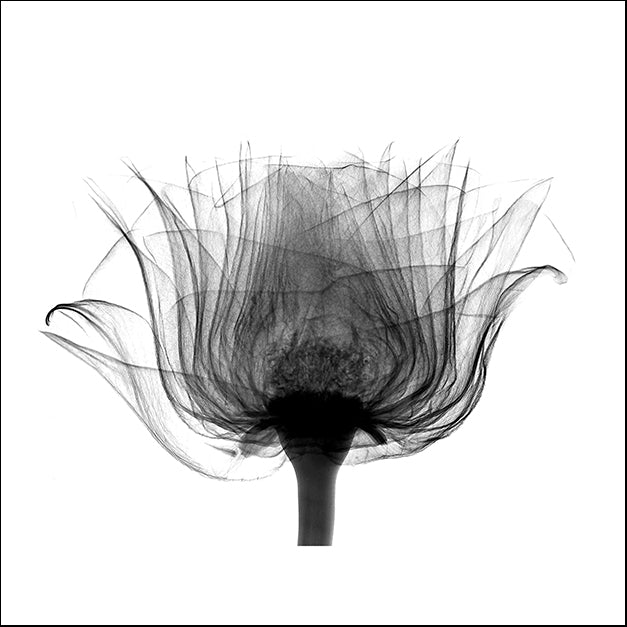 BERMYE52174 Joel's Rose X-Ray, by Bert Myers, available in multiple sizes