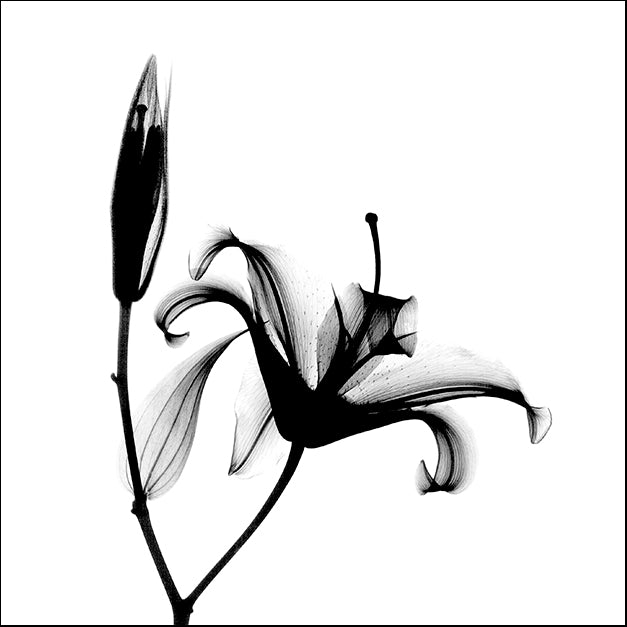BERMYE52178 Lily + Bud X-Ray, by Bert Myers, available in multiple sizes