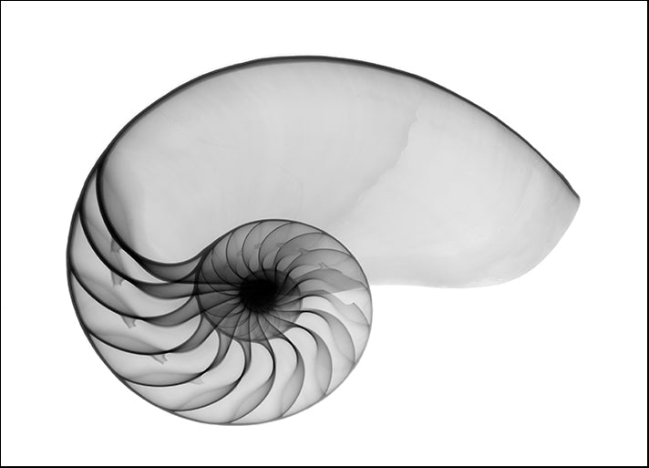BERMYE52190 Nautilus Shell Lite X-Ray, by Bert Myers, available in multiple sizes