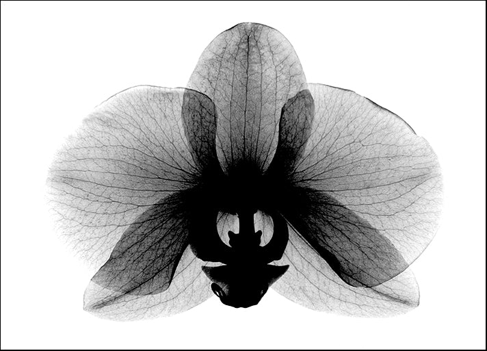 BERMYE52196 Orchid, Small X-Ray, by Bert Myers, available in multiple sizes