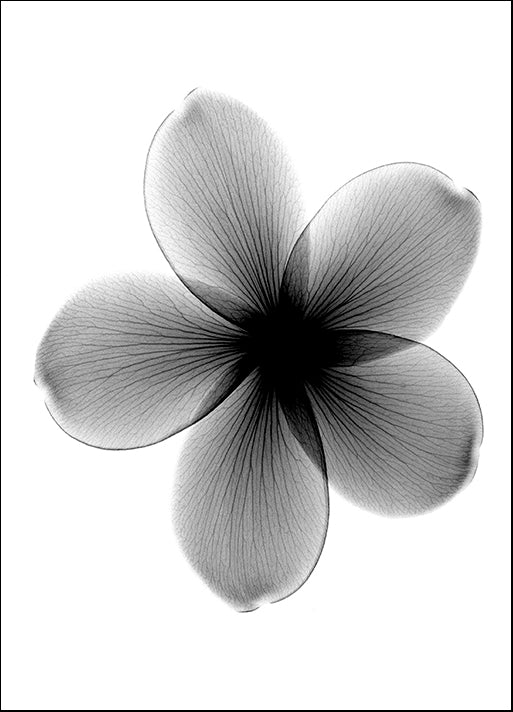 BERMYE52200 Plumeria X-Ray, by Bert Myers, available in multiple sizes