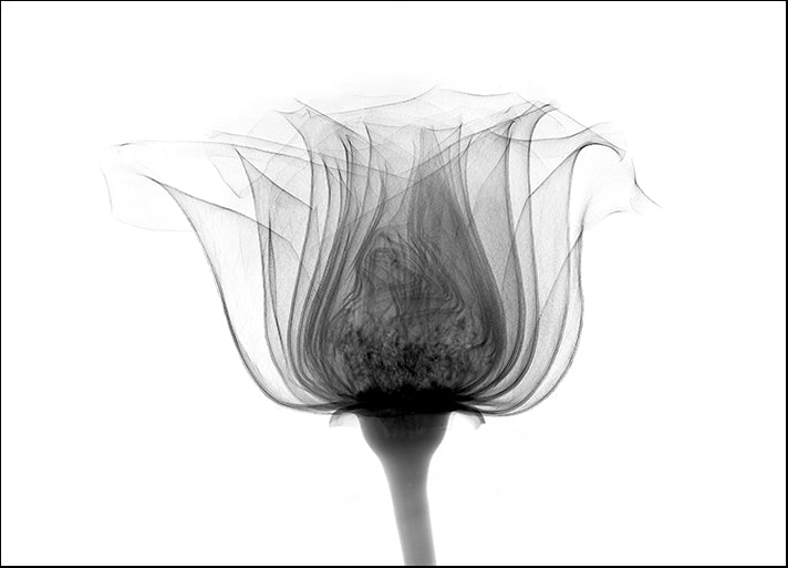 BERMYE52204 Rose, Norma X-Ray, by Bert Myers, available in multiple sizes