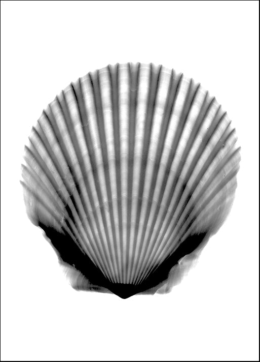 BERMYE52213 Scallop #3 X-Ray, by Bert Myers, available in multiple sizes