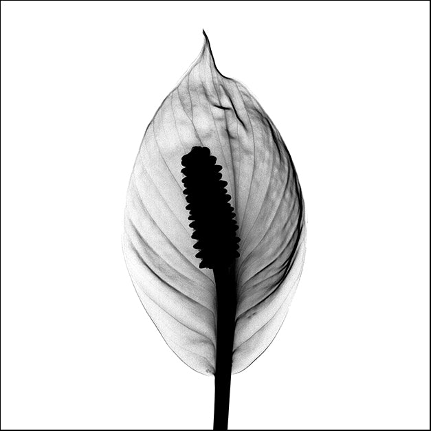 BERMYE52218 Spathyphyllum X-Ray, by Bert Myers, available in multiple sizes - Chamton
