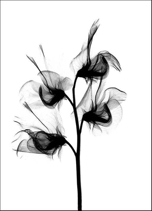BERMYE52223 Sweet Pea X-Ray, by Bert Myers, available in multiple sizes