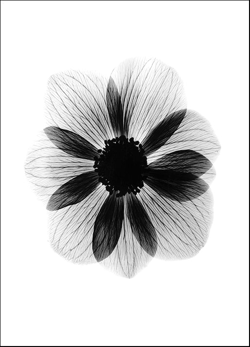 BERMYE52241 Anemone X-Ray, by Bert Myers, available in multiple sizes
