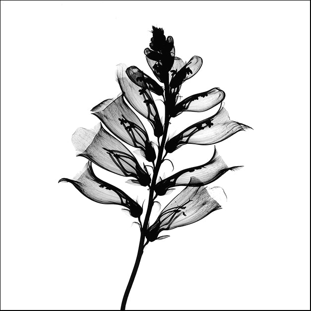 BERMYE52252 Foxglove #2 X-Ray, by Bert Myers, available in multiple sizes