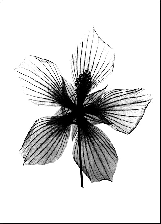 BERMYE52261 Hibiscus, Texas Star X-Ray, by Bert Myers, available in multiple sizes