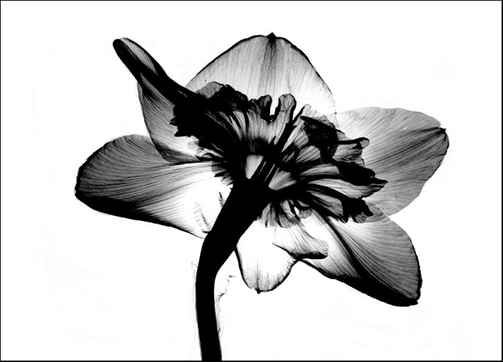BERMYE52264 Jonquil X-Ray, by Bert Myers, available in multiple sizes