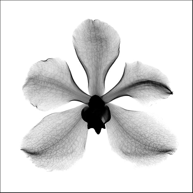 BERMYE52290 Orchid #3 X-Ray, by Bert Myers, available in multiple sizes