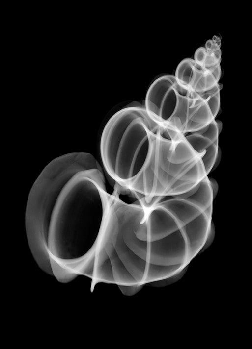 BERMYE52298 Precious Wentletrap Negative X-Ray, by Bert Myers, available in multiple sizes