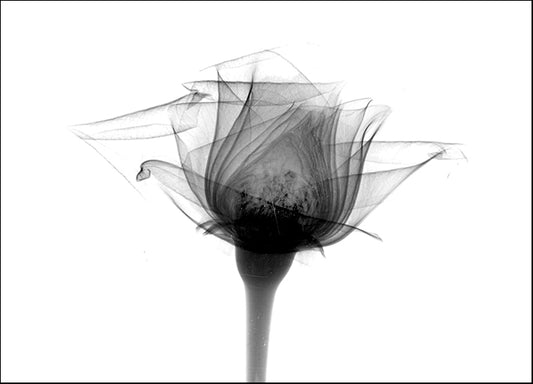 BERMYE52304 Rose #10 X-Ray, by Bert Myers, available in multiple sizes - Chamton