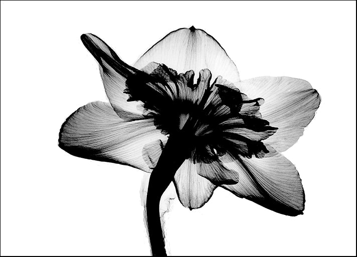 BERMYE52322 Daffodil #1 X-Ray, by Bert Myers, available in multiple sizes