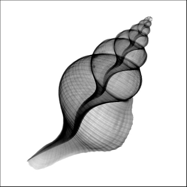 BERMYE52329 Penion Shell X-Ray, by Bert Myers, available in multiple sizes