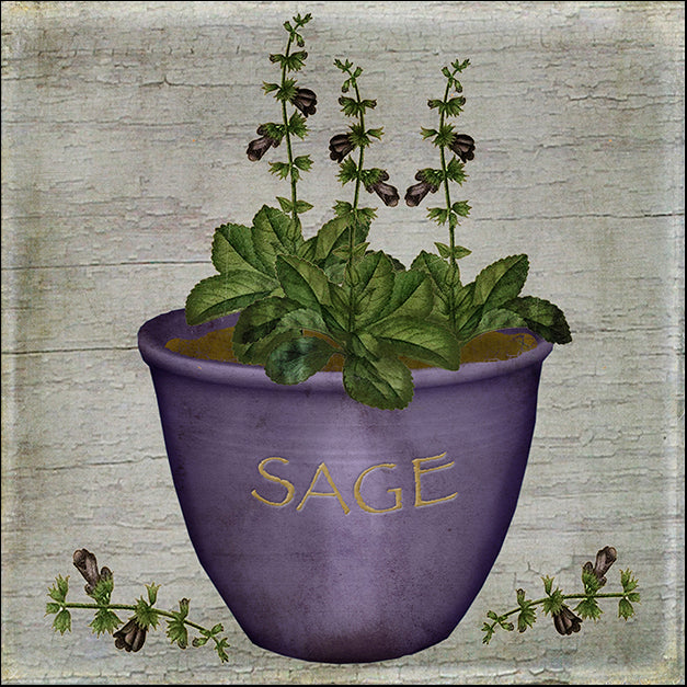 BETALB123031 Herb Sage, by Beth Albert, available in multiple sizes