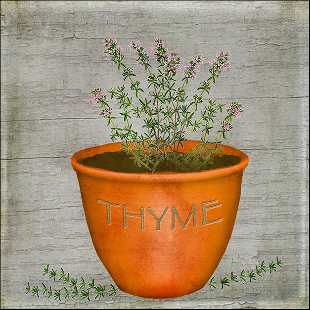 BETALB123032 Herb Thyme, by Beth Albert, available in multiple sizes