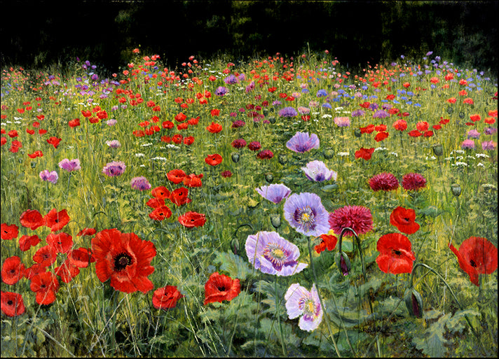 BILMAK78494 Field of Poppies, by Bill Makinson, available in multiple sizes