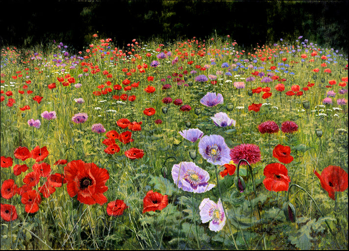 BILMAK78494 Field of Poppies, by Bill Makinson, available in multiple sizes
