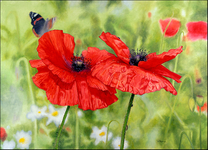 BILMAK78495 Poppies and Butterfly, by Bill Makinson, available in multiple sizes