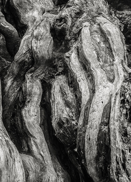 98176 Old Man Burl, by Bisig, available in multiple sizes