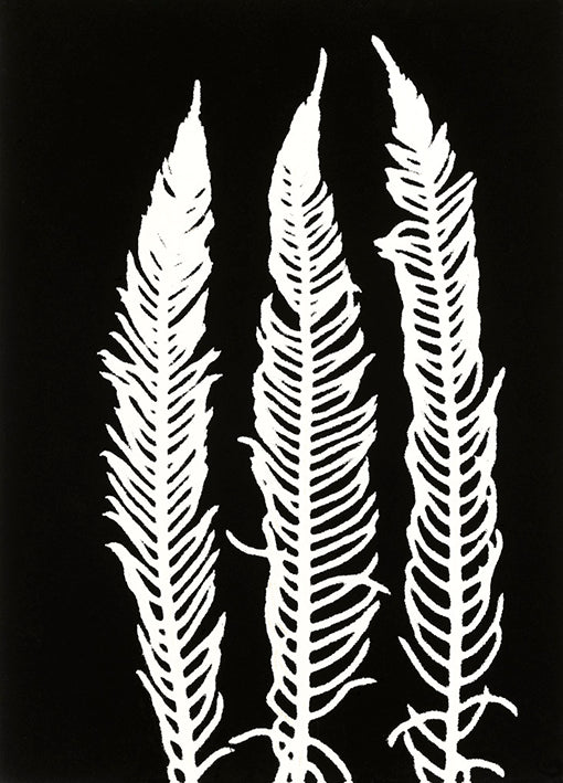 85548 Black Fern 1, by Briggs, available in multiple sizes - Chamton